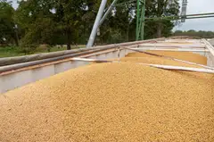 US soybeans, which traded at a steep discount to Brazilian cargoes in recent weeks due to subdued Chinese demand, have strengthened this week.