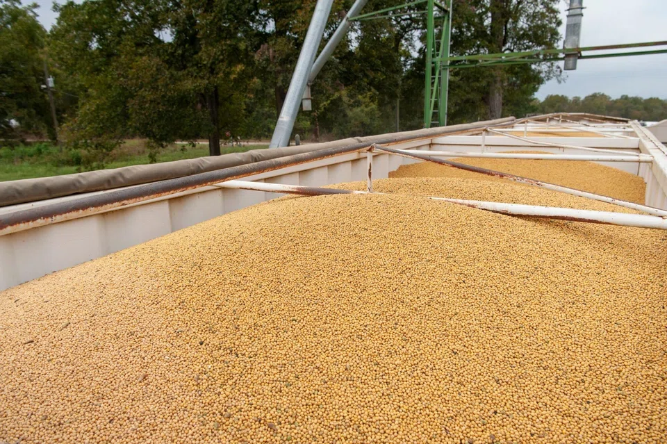 US soybeans, which traded at a steep discount to Brazilian cargoes in recent weeks due to subdued Chinese demand, have strengthened this week.
