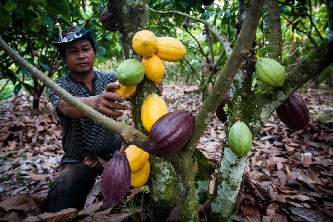 One of the farmers who is working with Mars to improve his crop yield. Through the candy maker's initiatives, farmers are taught that cocoa can be grown with other crops, such as banana and avocado.