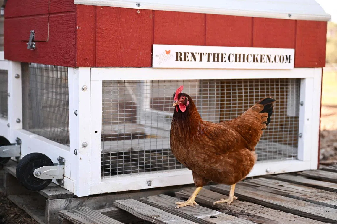 A hen walks past a portable chicken coop on a farm where they are raised as part of the "Rent The Chicken" service in Agua Dulce, California, April 21, 2025. 