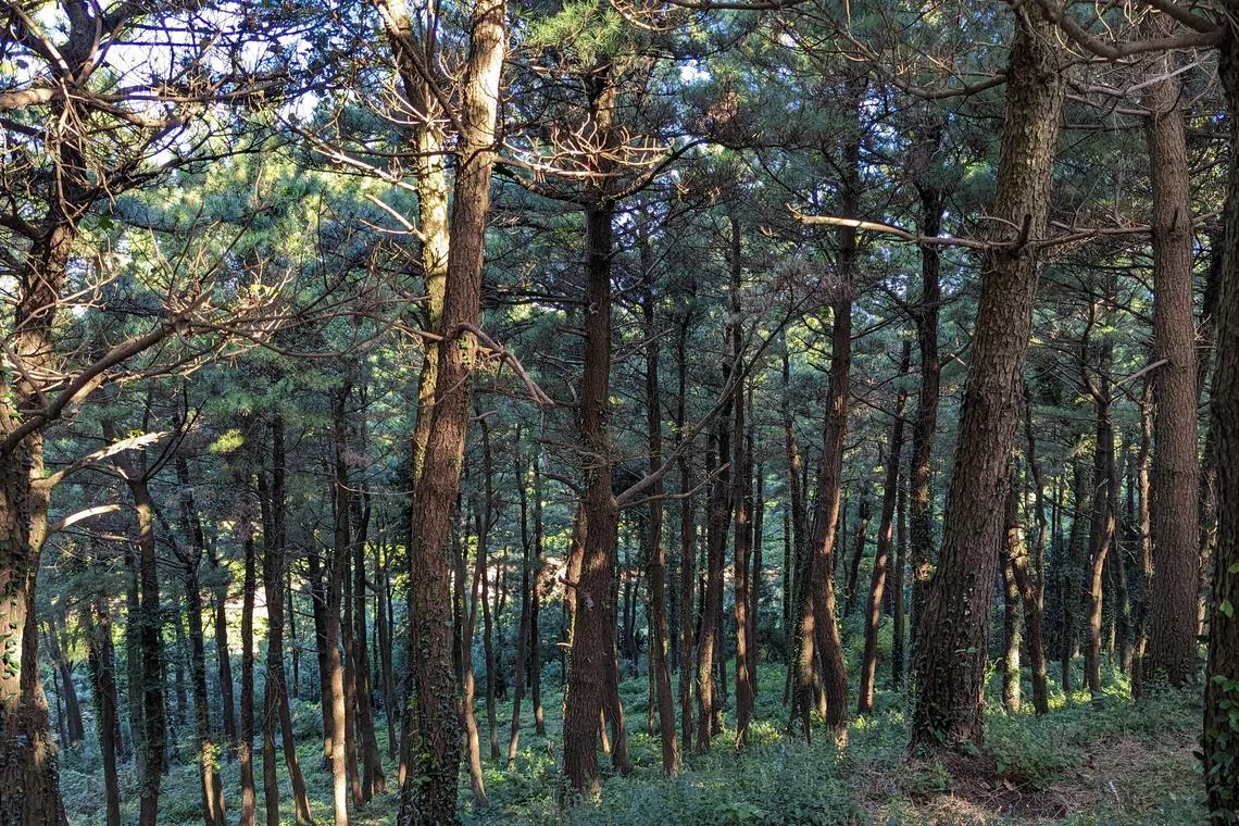 Forest in Jeju, South Korea