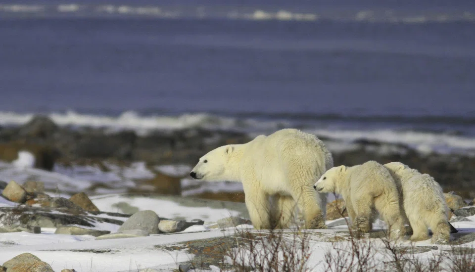 The use of both indigenous insights and scientific data has provided a more accurate picture of polar bear populations in Canada’s Northwest Territories.