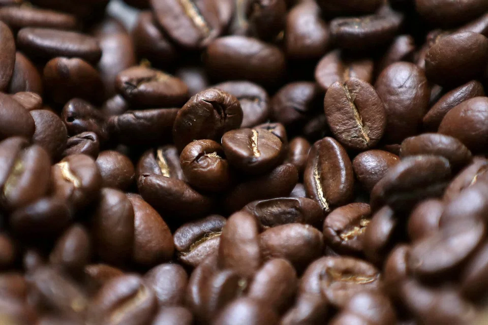 Coffee dealers and industry experts said trees in Brazil could yet spring back to life if consistent rains materialise, but the situation as regards the crop overall is hanging by a thread.