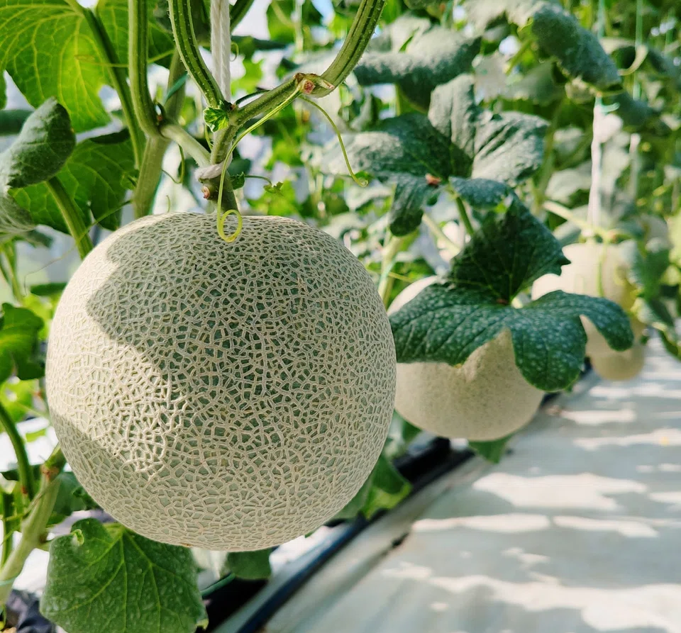 Japanese Arus muskmelons, famous for their melt-in-your-mouth texture, are now being planted in Malaysian farms.