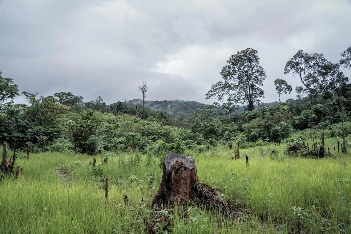 Globally, 6.4 million hectares of forest were lost in 2023, and targets to reduce deforestation were missed in almost all tropical regions, according to the 2024 Forest Declaration Assessment.