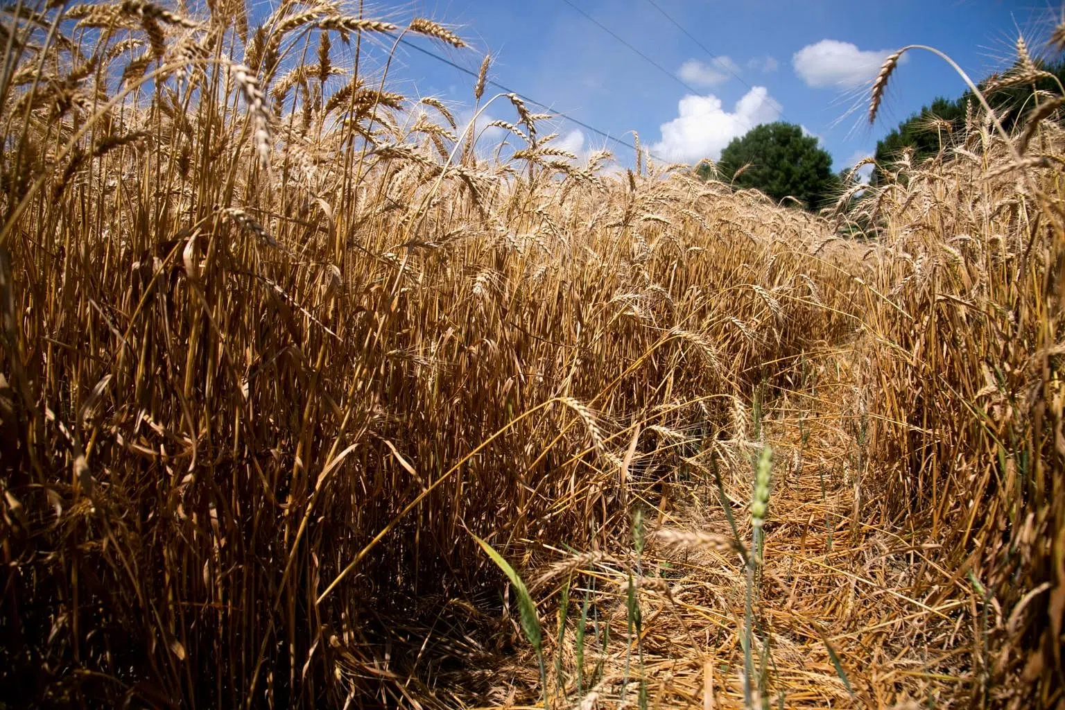 Northern US Plains drought shrivels spring wheat crop to smallest in 33 ...