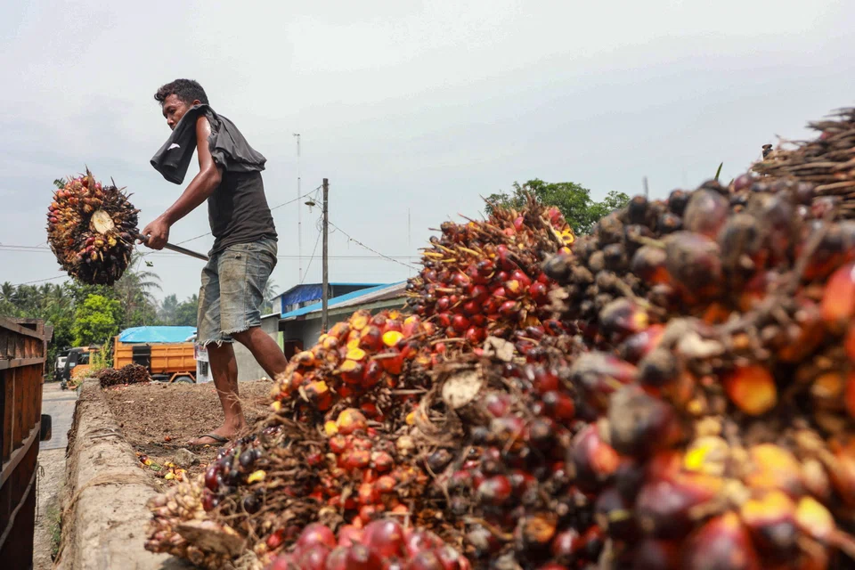 A worker loads freshly harvested palm fruits on a truck at a palm oil plantation in North Sumatra, Indonesia. In May, a month-long ban on crude palm oil exports was lifted as prices stabilised.