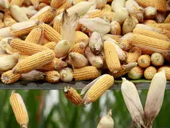 Mexico is the world’s second-largest buyer of yellow corn and imports a significant amount from the United States, where most corn is genetically modified.