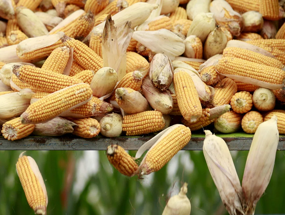Mexico is the world’s second-largest buyer of yellow corn and imports a significant amount from the United States, where most corn is genetically modified.