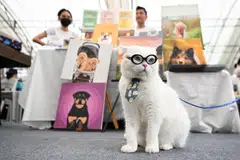 With more pet owners switching to less-processed meals for their cats and dogs, it's "meow or never" for industry players to meet the demand.