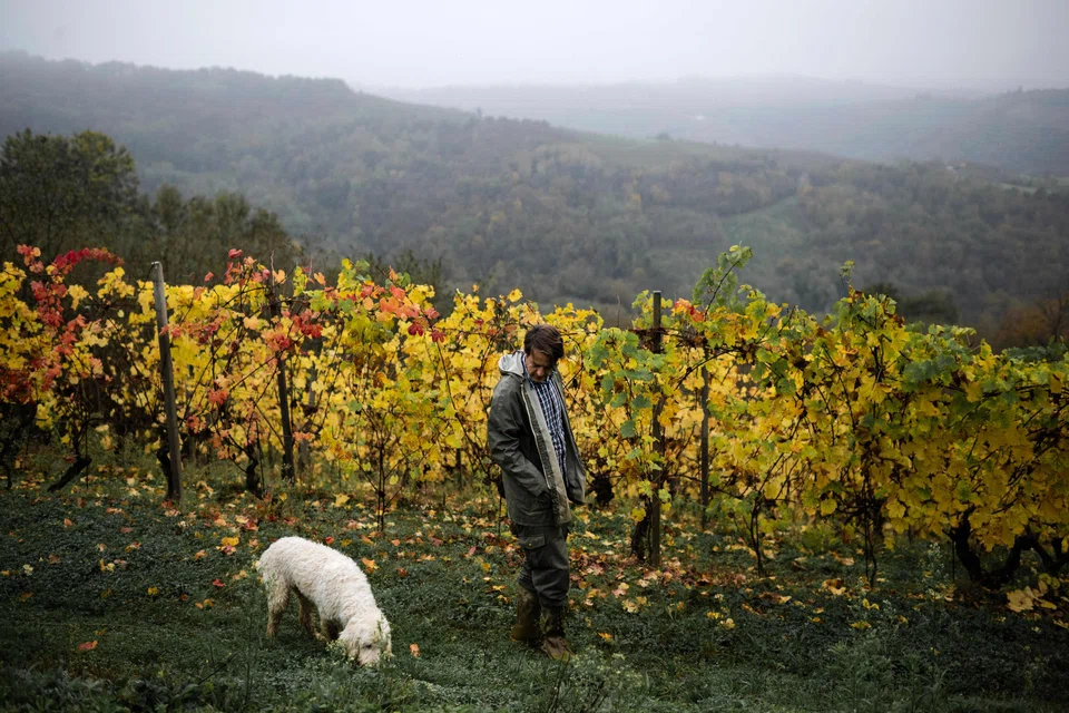 Truffle hunter Carlo Marenda walking with his dog Buk along a Langhe vineyard to search for white truffles in Treiso, near Alba, northwestern Italy.