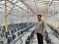 Adimas Muhammad Wibisana is exploring an innovative approach to slash expenses and boost labour efficiency to grow hydroponic cantaloupe melons.
