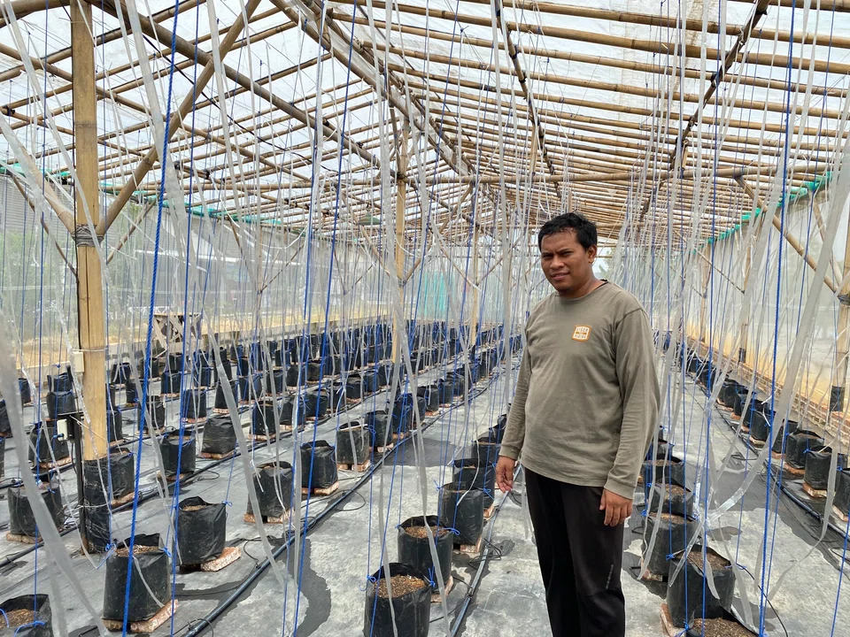 Adimas Muhammad Wibisana is exploring an innovative approach to slash expenses and boost labour efficiency to grow hydroponic cantaloupe melons.