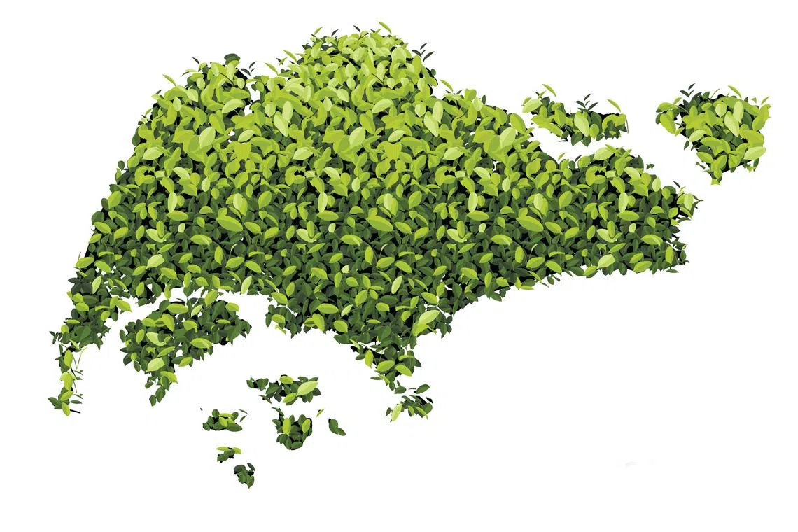 Singapore map made up of green leaf on white background vector  illustration of a forest is conceptual of the global green environmental issues worldwide