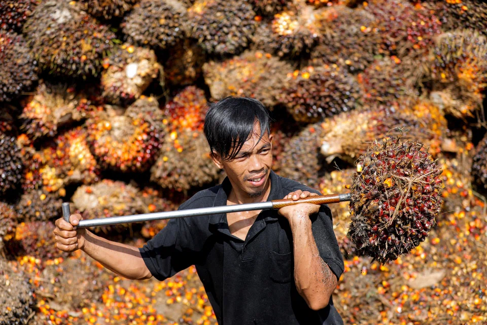 A worker loading palm oil fruit bunches which are headed for crude palm oil factories in Pekanbaru in Indonesia's Riau province. Indonesia is ramping up the use of palm oil as a biofuel.