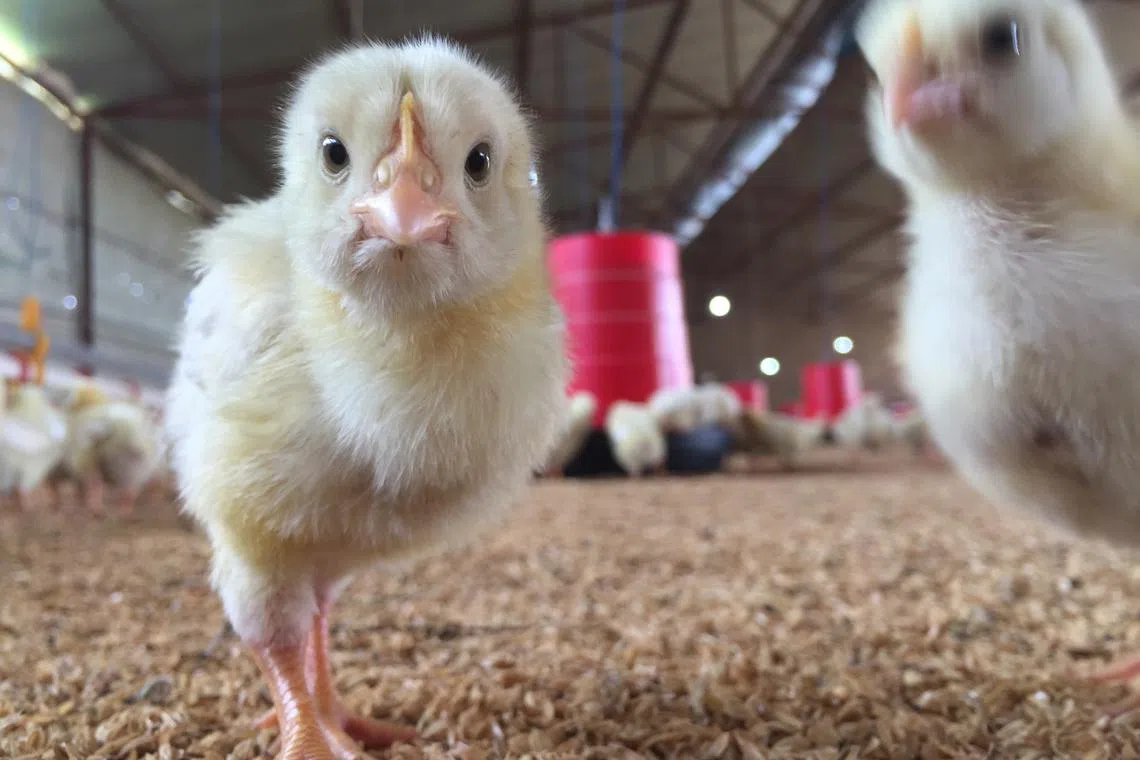 Biosecurity was a key priority when introducing automation at PEAL. "We wanted to minimise contact between the humans and chickens," says Lam. 