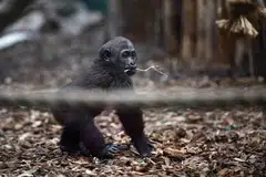 Venus, a 10-month-old Western lowland gorilla, is pictured during a photocall for the annual stocktake at  London Zoo.