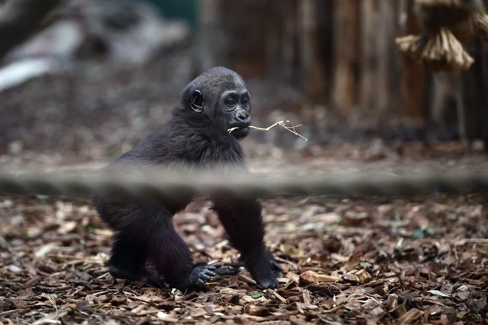 Venus, a 10-month-old Western lowland gorilla, is pictured during a photocall for the annual stocktake at  London Zoo.