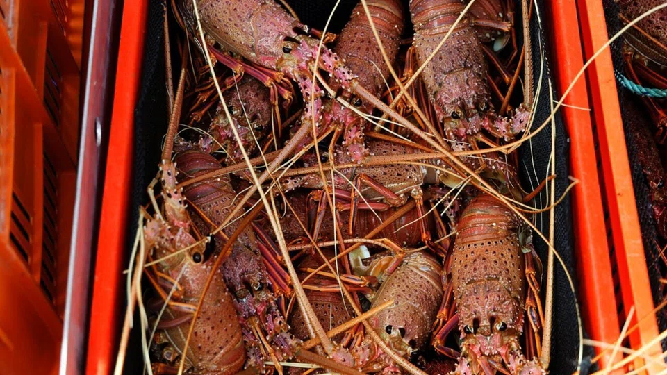 The lobster trade, worth US$500,000 a year, was the last of a number of major Australian exports to remain under sanctions after months of Australian diplomatic efforts.