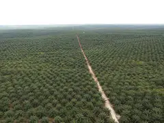 The stock call upgrade comes in tandem with RHB’s rating change for the plantation sector to “overweight” from “neutral”.