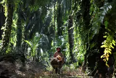 This year, the government is providing a matching grant with an allocation of RM100 million for smallholders.