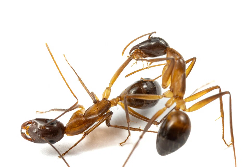 Two carpenter ants in a laboratory at the University of Lausanne in Switzerland. The ant on the right is licking the wounds on an injured leg of the other ant. 