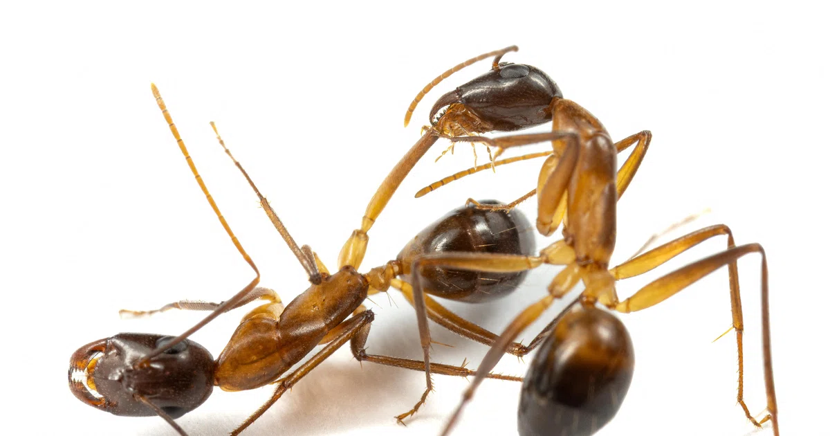 Ants perform limb amputations on injured comrades to save their lives ...