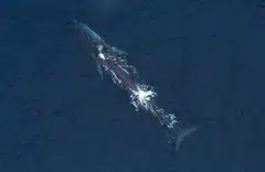 On the back of a huge tech crash in 2022, the biggest venture investors -- the whales -- are shifting focus, including moving away from firms in China.  