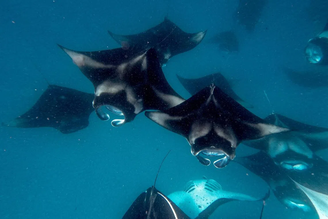Manta rays feeding in the Hanifaru Bay Marine Protected Area in the Maldives. The Asia-Pacific region is home to almost half the world’s richly biodiverse areas.