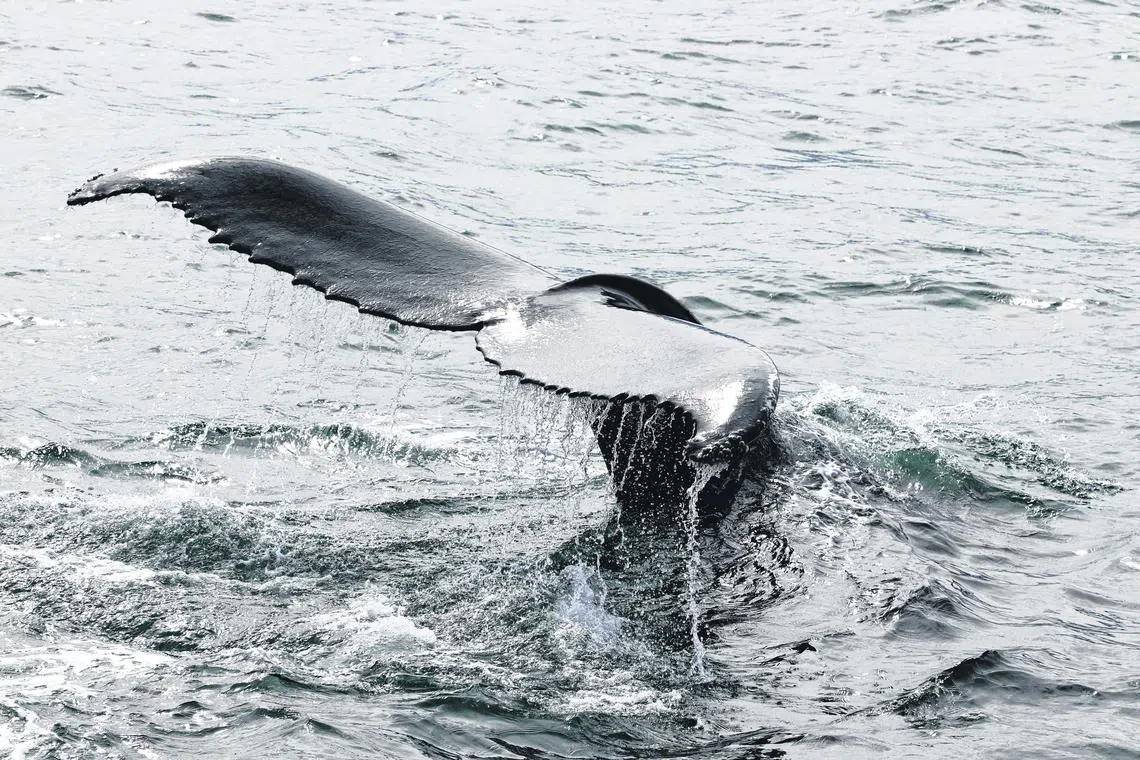 Japan hunts Bryde’s, minke and sei whales, and wants to expand its list to include fin whales as well. 