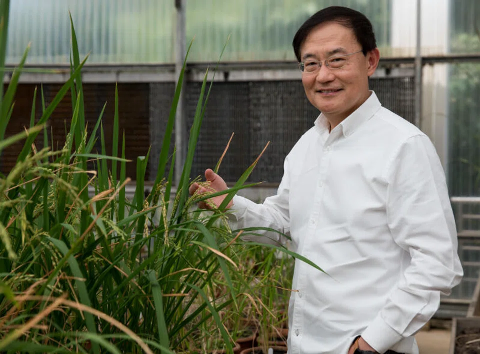 Temasek Life Sciences Laboratory has been studying solutions to decarbonise rice, says its chief executive Peter Chia.