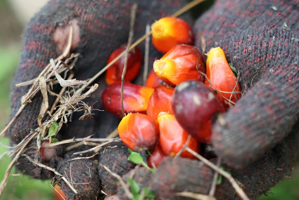 Malaysia’s palm oil exports to China totalled 1.4 million tonnes last year, down 5.3% from a year earlier.