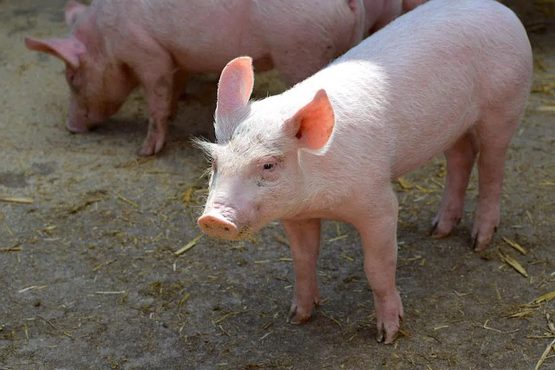 Vietnam developed and commercialised two homegrown vaccines in 2023 – the world’s first for the viral and deadly African Swine Fever.