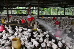 Malaysia has the highest consumption rate of chicken in all of Asia, with each person consuming 50 kg of chicken every year on average.