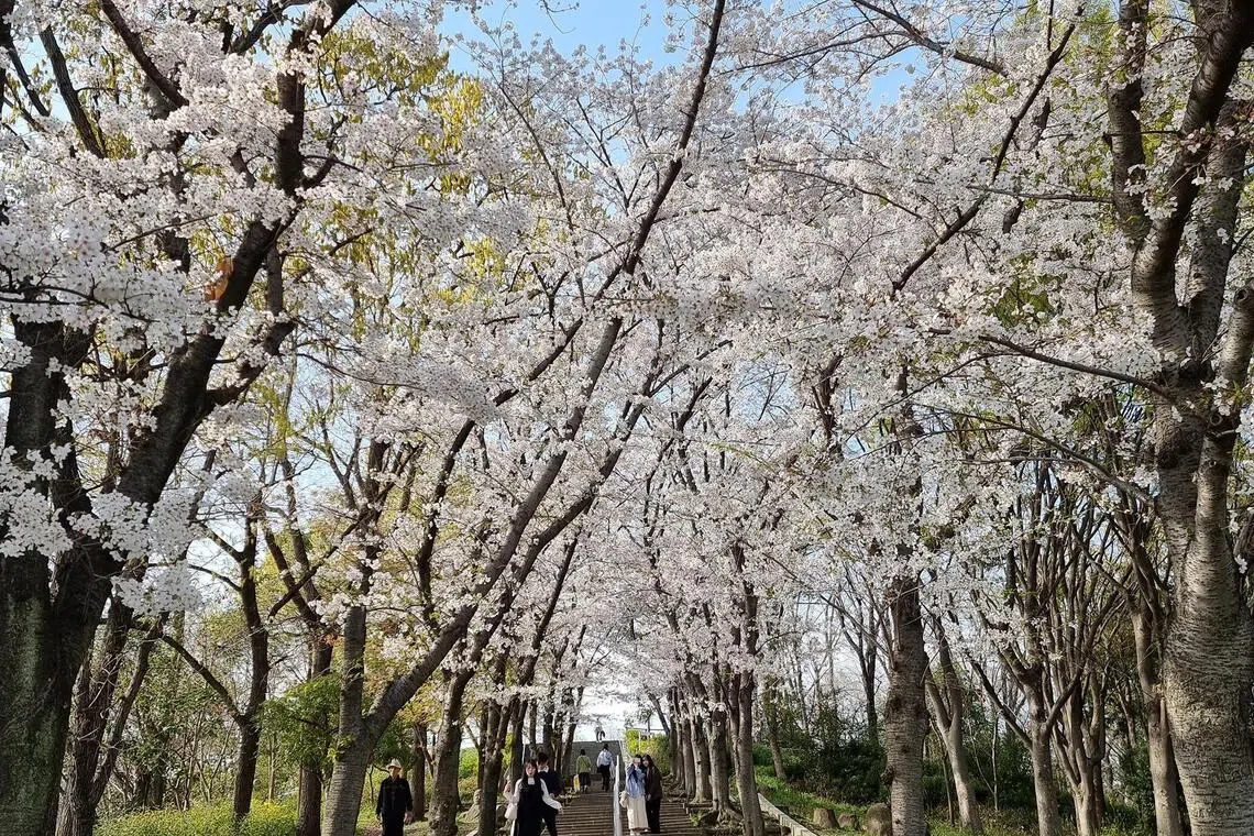 Tsuromi Ryokuchi Park is mesmerising during sakura season.