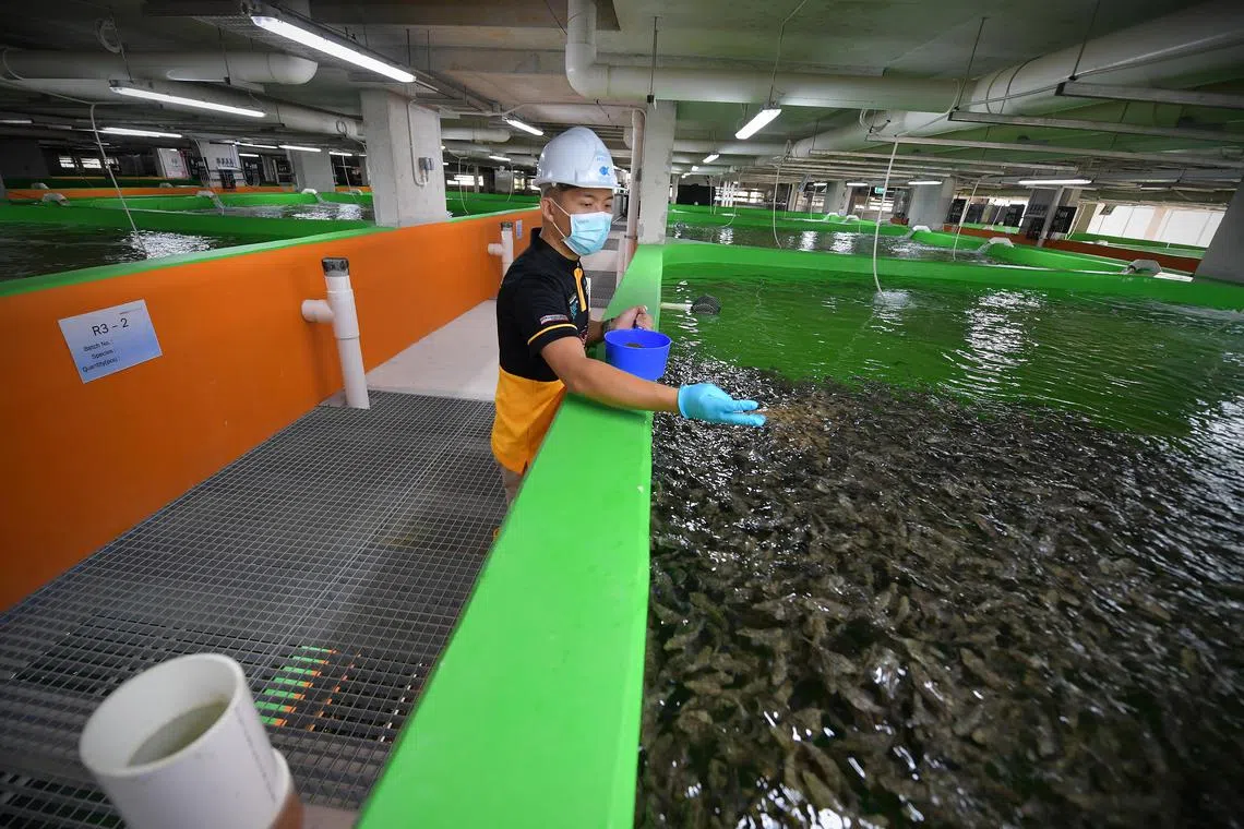 Apollo Aquaculture was, in 2021, reported to be building a S$65-million multi-storey fish farming facility. 