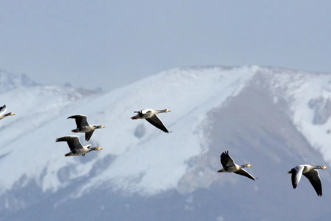 Post-war Japan was the lead goose, which started out by producing low-value products such as garments. Then, as its costs rose, it relocated production in the 1960s to the next flock of geese, the newly industrialising economies of Hong Kong, South Korea, Singapore and Taiwan. 