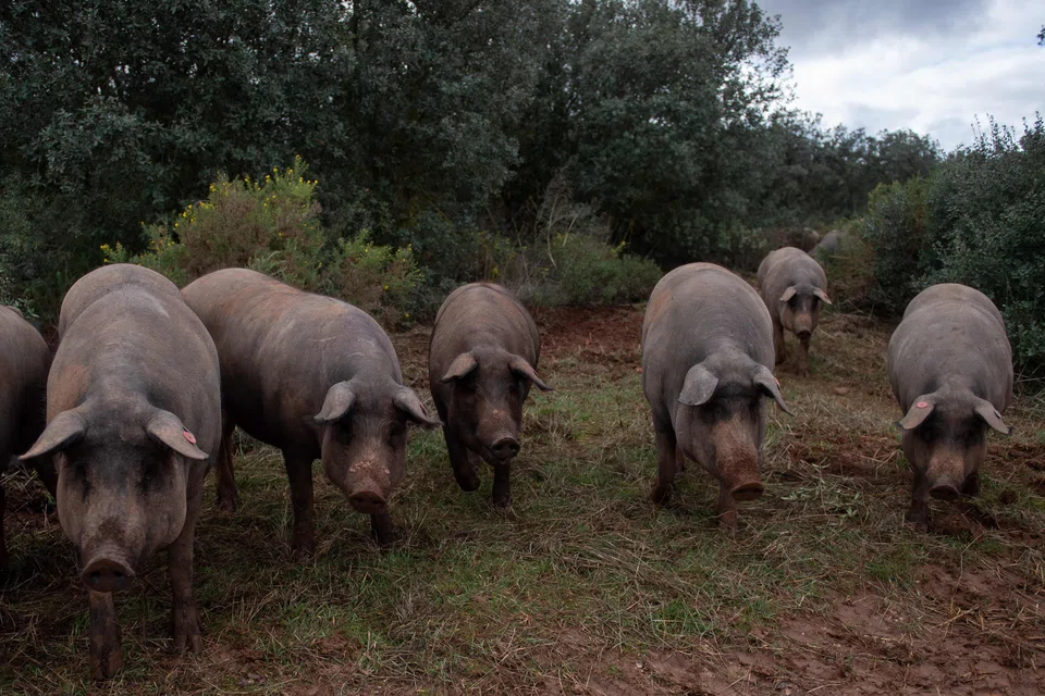 In response to surging demand, the size of the land-based animal herd has expanded massively.