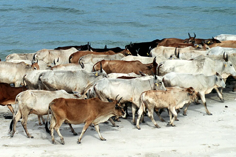 There are plans to vaccinate 1,222 cattle, though no animals have shown signs of illness or unexplained death, the Thailand's agriculture ministry said.