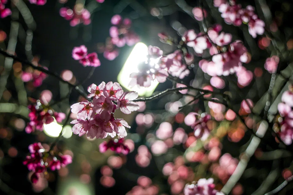 The custom of flower viewing, known as hanami, dates to the ninth century.