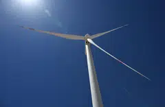 US President Donald Trump has aggressively and specifically targeted wind power in his larger crusade against clean energy, often characterising it as a bird-killing eyesore.