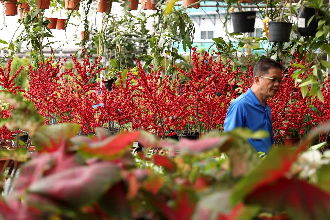 Singapore's plant industry seems to be thriving, but some businesses struggle amid inflationary pressures and rising costs.