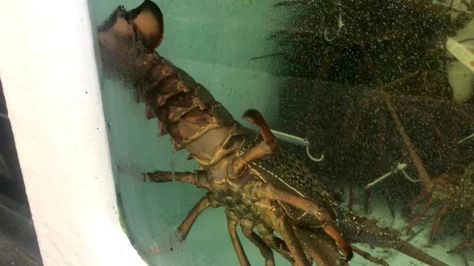 The lobster trade, worth US$500,000 a year, is the last major Australian export to remain under sanction and its removal was the subject of months of Australian diplomatic efforts.