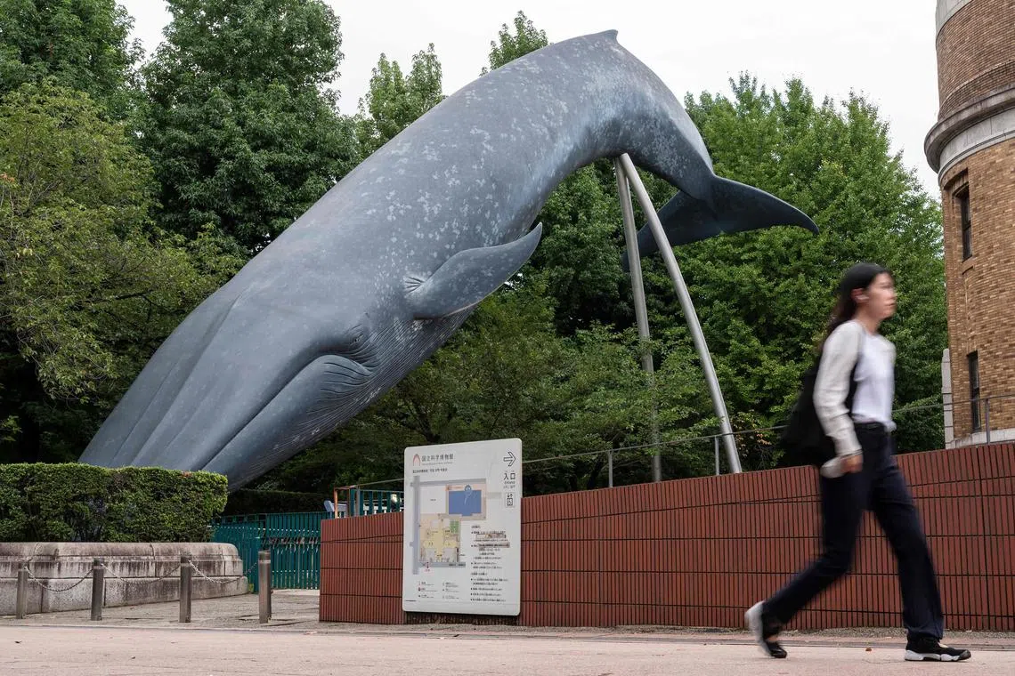 A full-sized model of a blue whale outside the National Museum of Nature and Science in Tokyo. Japan's second-oldest museum raised US$3.4 million through crowdfunding after it was denied additional financial support. 