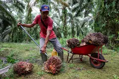 In 2026, BPDP expects to distribute funds for around 50,000 hectares of replanting.