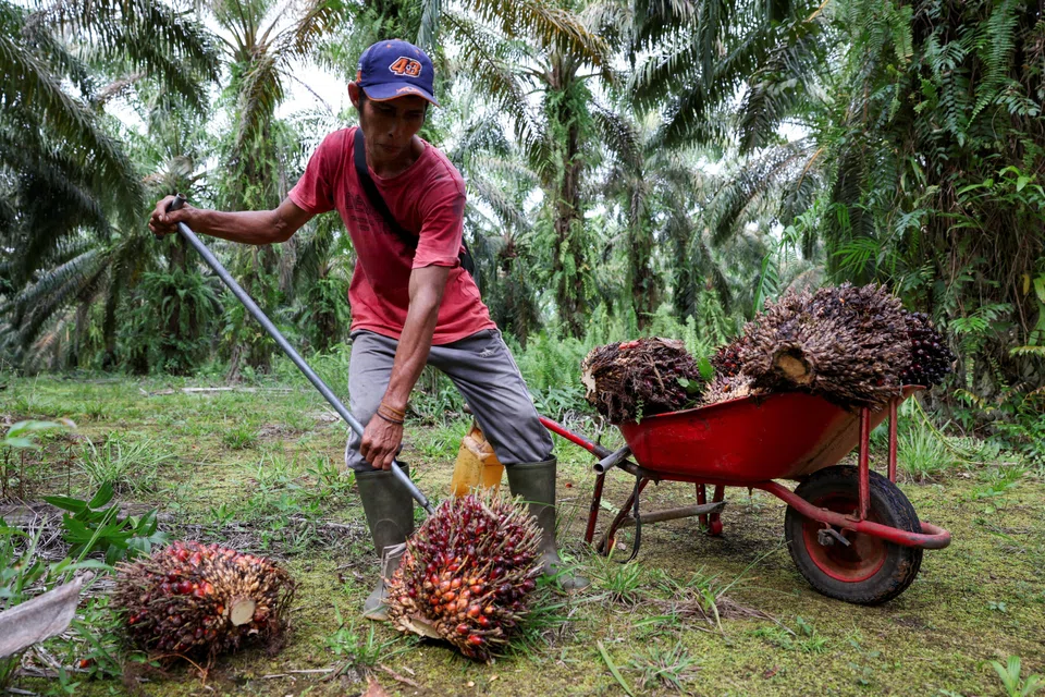 In 2026, BPDP expects to distribute funds for around 50,000 hectares of replanting.