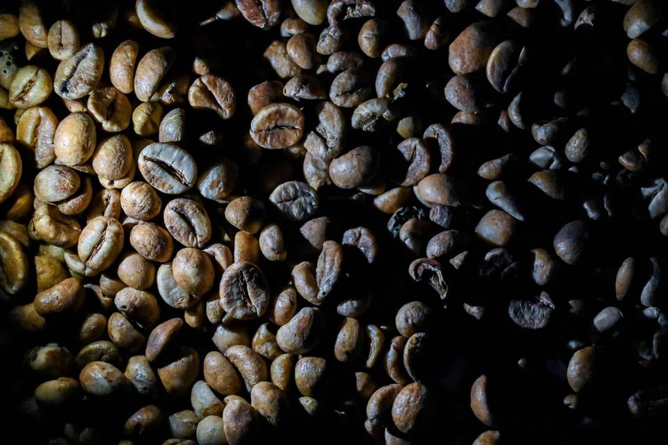 As global coffee demand remains robust and largely uninterrupted,  supply chain bottlenecks are adding to the already elevated prices.