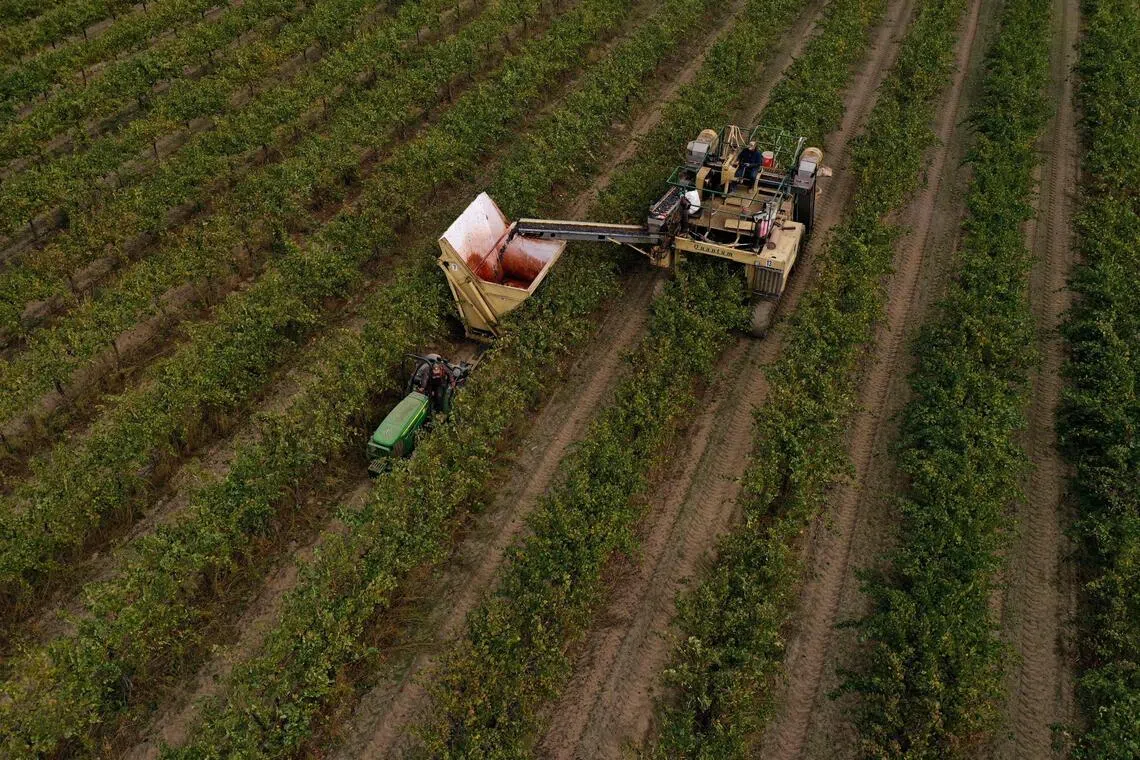 In the Northern Hemisphere, the US recorded “only a partial rebound” from 2024 levels. Output will continue below recent averages as climate change and changing consumer habits take their toll.