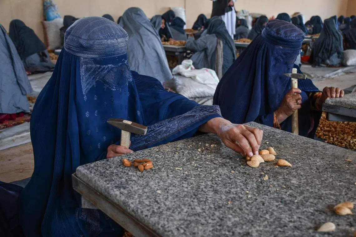 Afghan women workers prepare almonds at a factory. Women and girls have borne the brunt of restrictions – including being barred from public parks, universities and singing in public – which the United Nations has labelled “gender apartheid”.