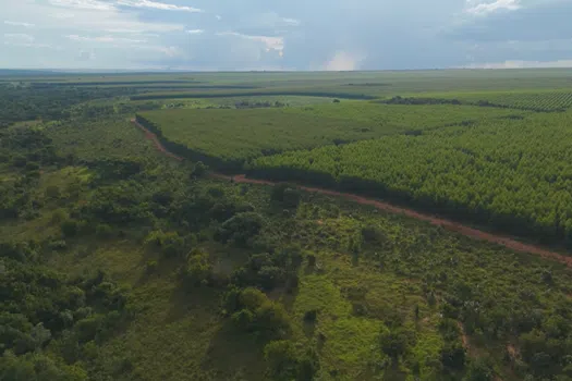 Areas under restoration and natural forest (above) alongside commercial tree farms across the BTG Pactual TIG reforestation strategy.